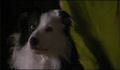 dr dolittle 3-avi_683.jpg